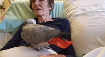 A Dying Woman Says Farewell To Her Parrot: The Bird’s Immediate Response Brings Us To Tears