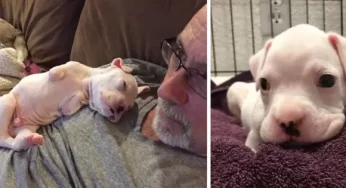 Compassionate foster dad saves front-legless puppy, offers a second chance.